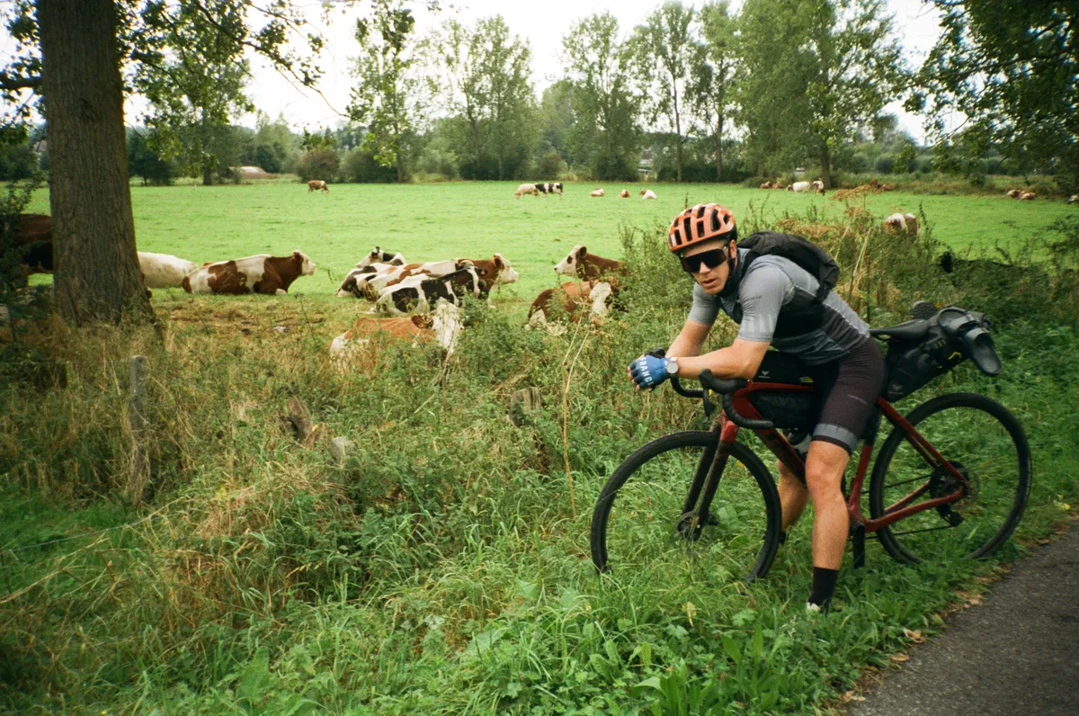Finlay and the belgian cows