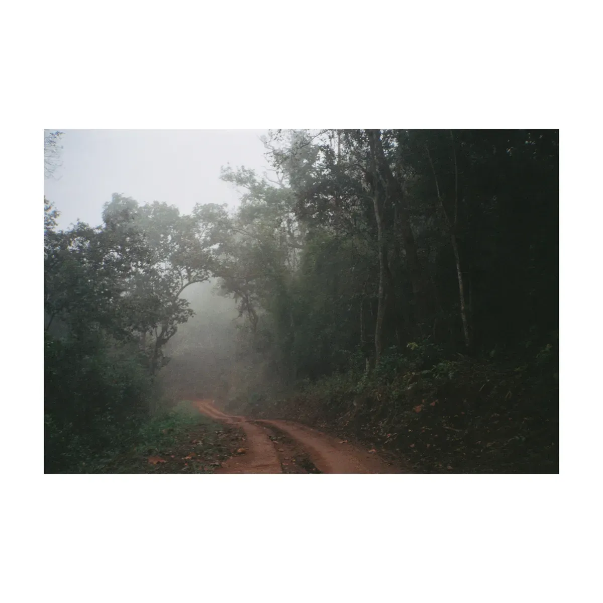 Thai forest roads