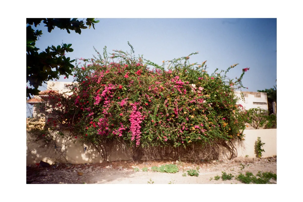 senegal photo 4